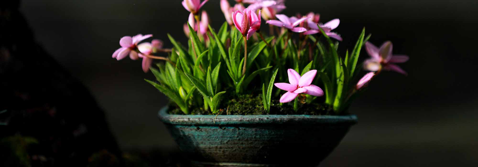 El Kusamono: composiciones vegetales procedentes de Japón