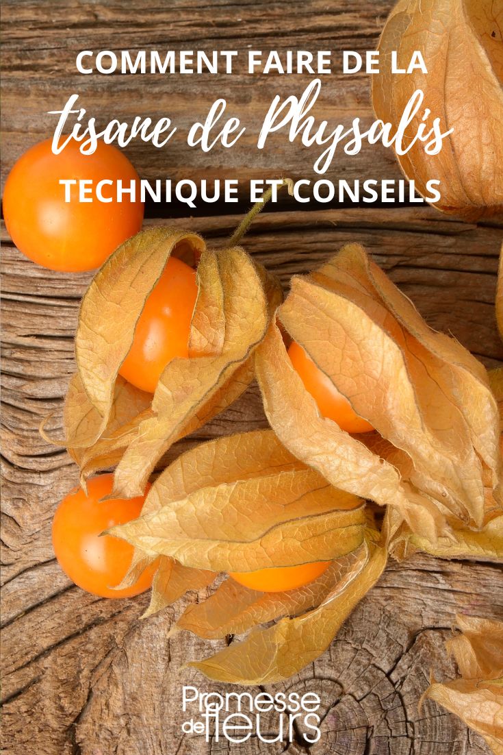 infusión de bayas de physalis