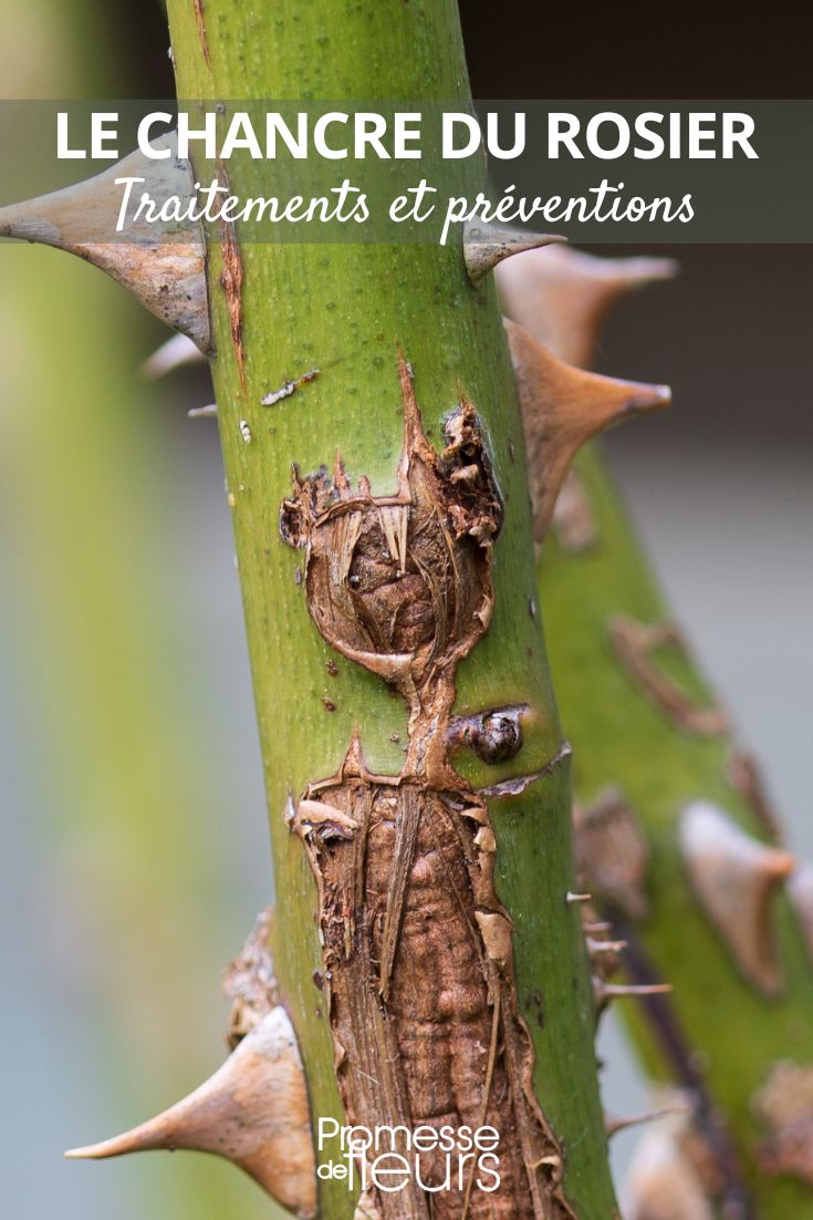 Cancro del rosal: síntomas, tratamientos y prevención