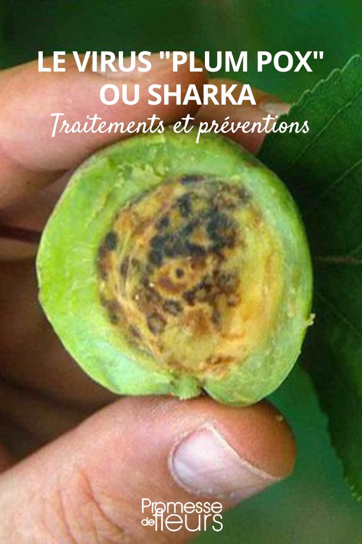 El virus de los árboles de hueso: plum pox
