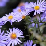 Asteres enanos: flores compactas para Pequeños jardines y balcones