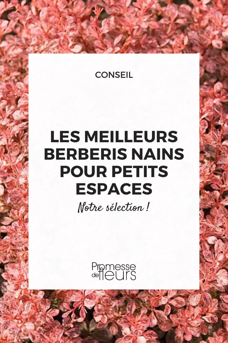 Berberis thunbergii 'Inspiración'