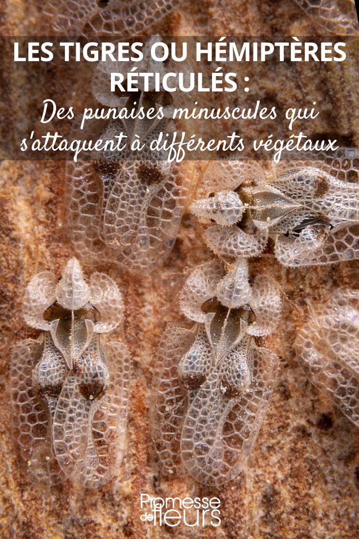 El tigre del plátano (Corythucha ciliata)