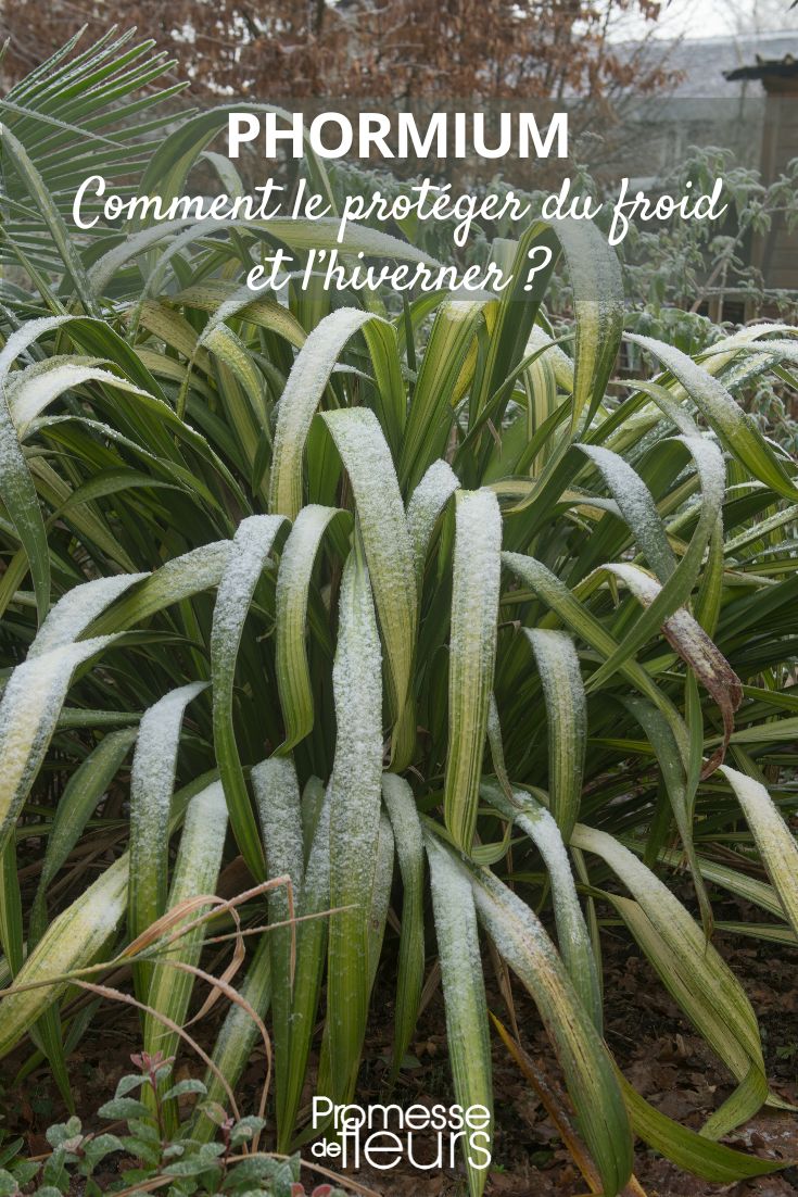 Phormium bajo las heladas