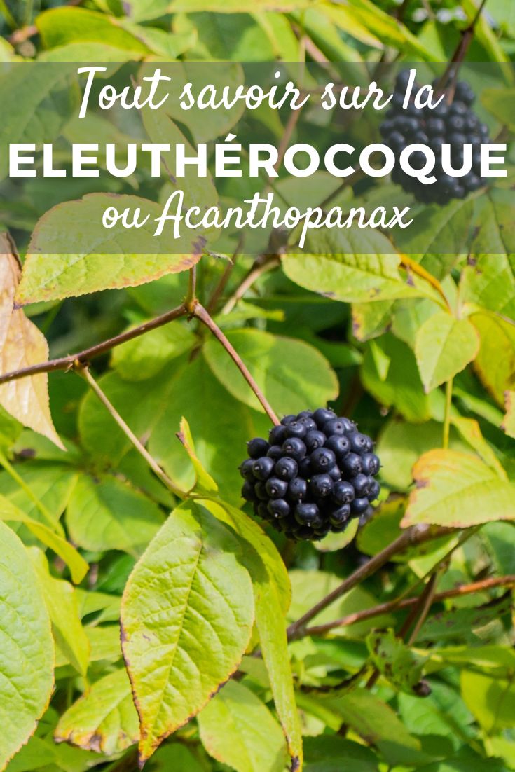 Acanthopanax (traducción al español: Acantopanax)