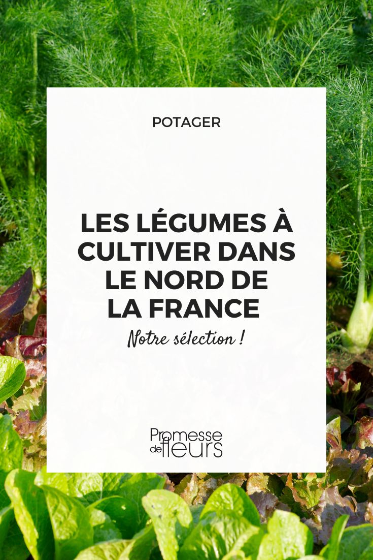 ¿Qué verduras cultivar en la región de Hauts-de-France?