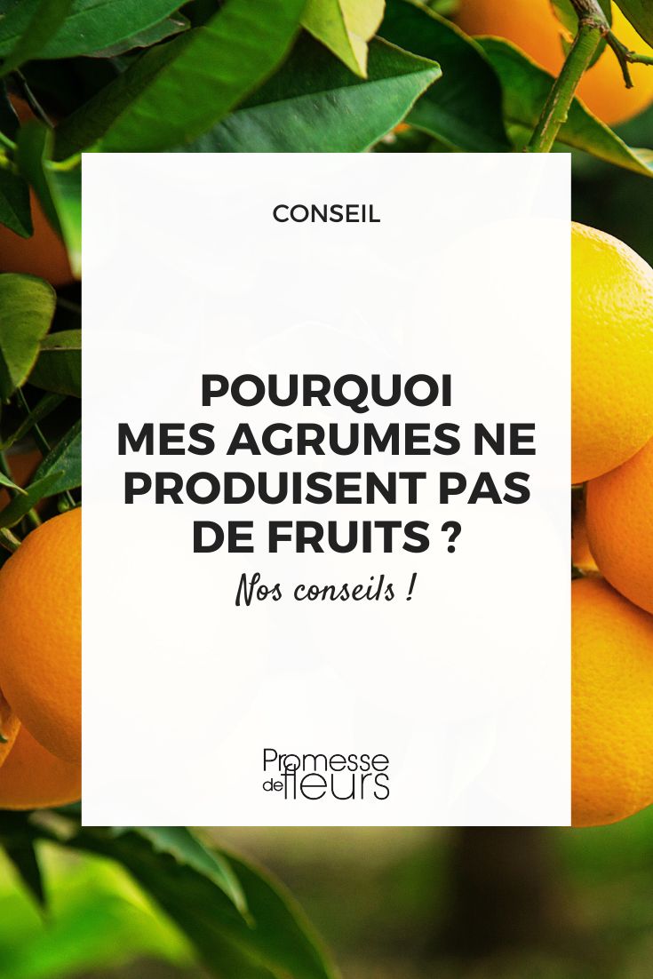 ¿Por qué no tengo cítricos?