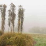 Pseudopanax: cómo protegerlo del frío e invernarlo?