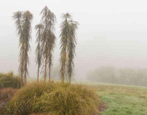 Pseudopanax: cómo protegerlo del frío e invernarlo?