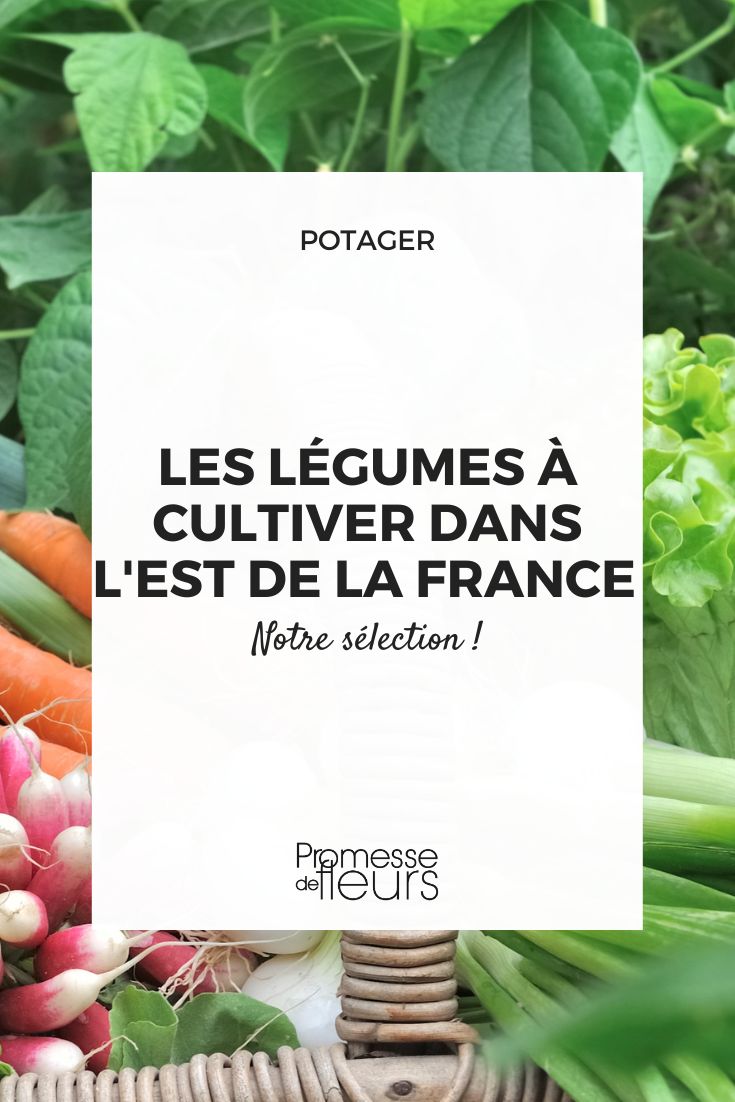 nuestra selección de hortalizas para cultivar en el este de Francia