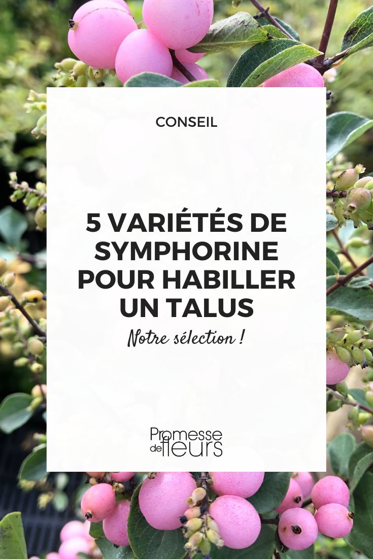 elegir una sinforina