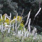 Asociar las Cimicifugas con otras plantas de sombra