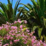 8 bonitas ideas para combinar la Adelfa