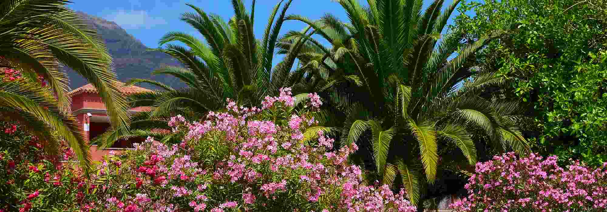 8 bonitas ideas para combinar la Adelfa