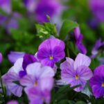 ¿Cómo proteger sus bienales del Gelificantes para prolongar sus Floraisons?