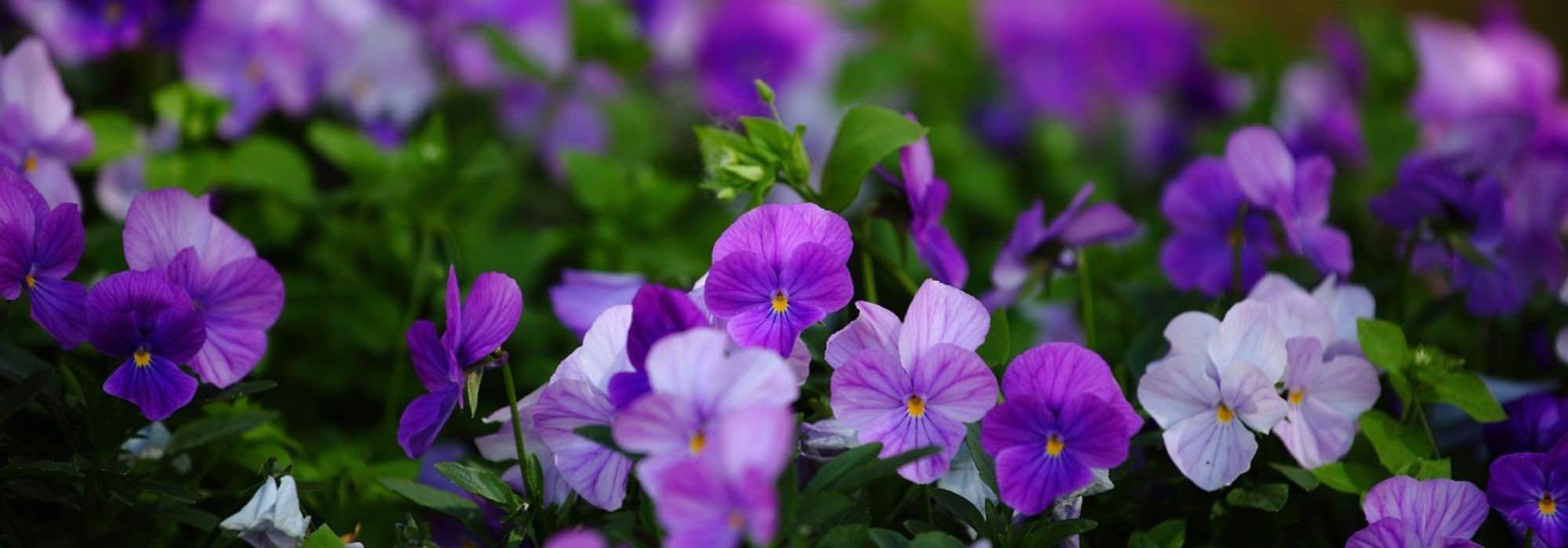 ¿Cómo proteger sus bienales del Gelificantes para prolongar sus Floraisons?