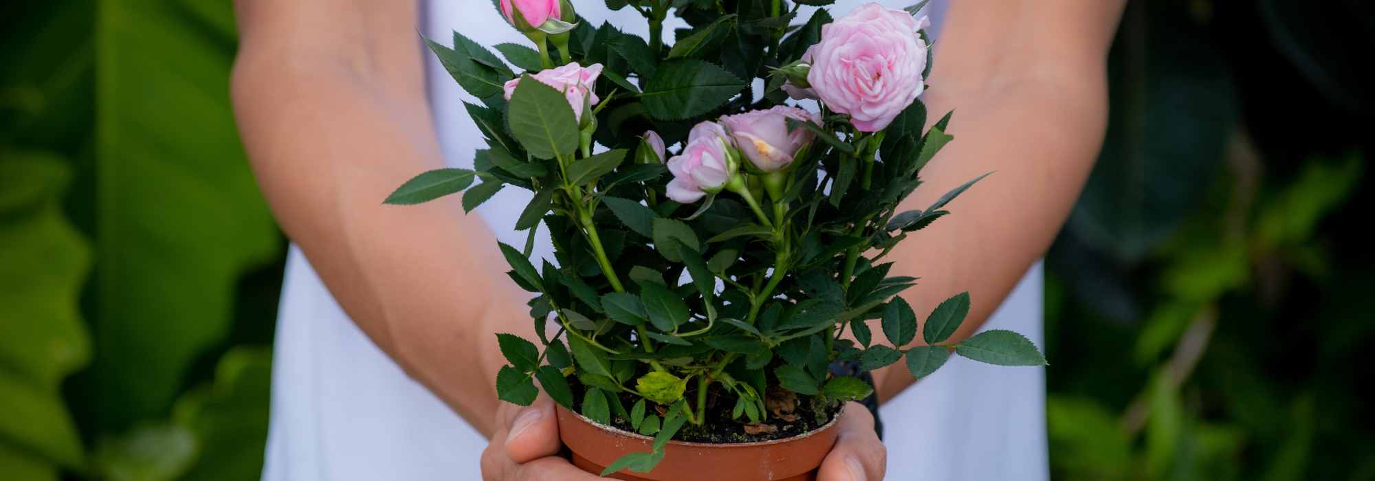 Recibí una planta como regalo en verano: nuestros consejos