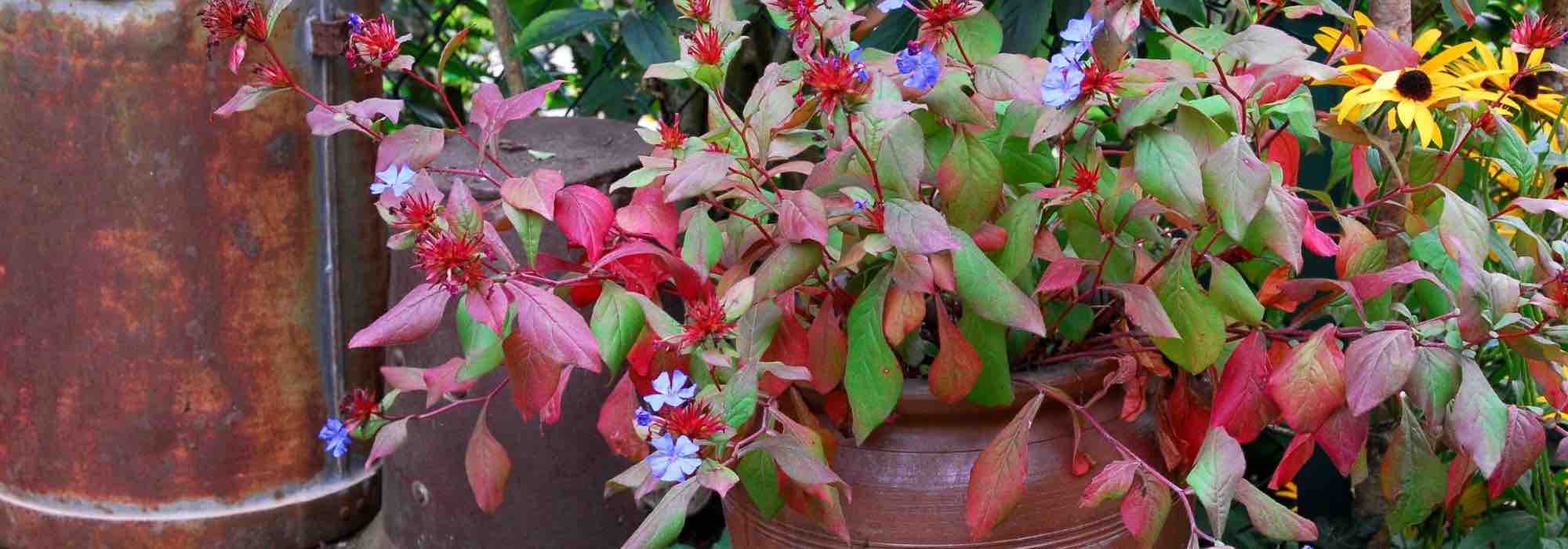 Cultivar un Ceratostigma en macetas