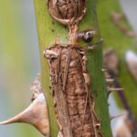 El cancro del rosal: síntomas, tratamientos y prevención