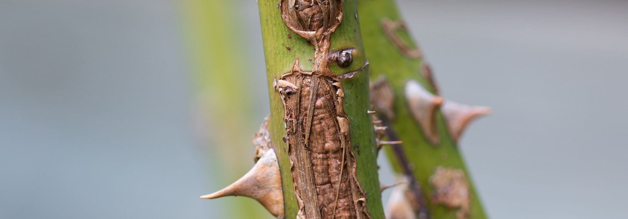 El cancro del rosal: síntomas, tratamientos y prevención