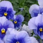 Elige bienales de otoño para un jardín florecido desde los días bonitos