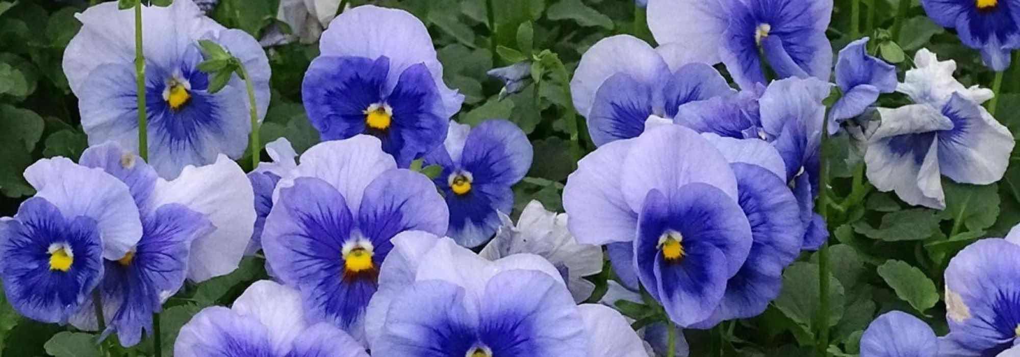 Elige bienales de otoño para un jardín florecido desde los días bonitos