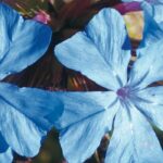 Elegir bien un Ceratostigma para tu jardín