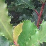 ¿Cómo elegir bien una Fotinia para tu jardín?