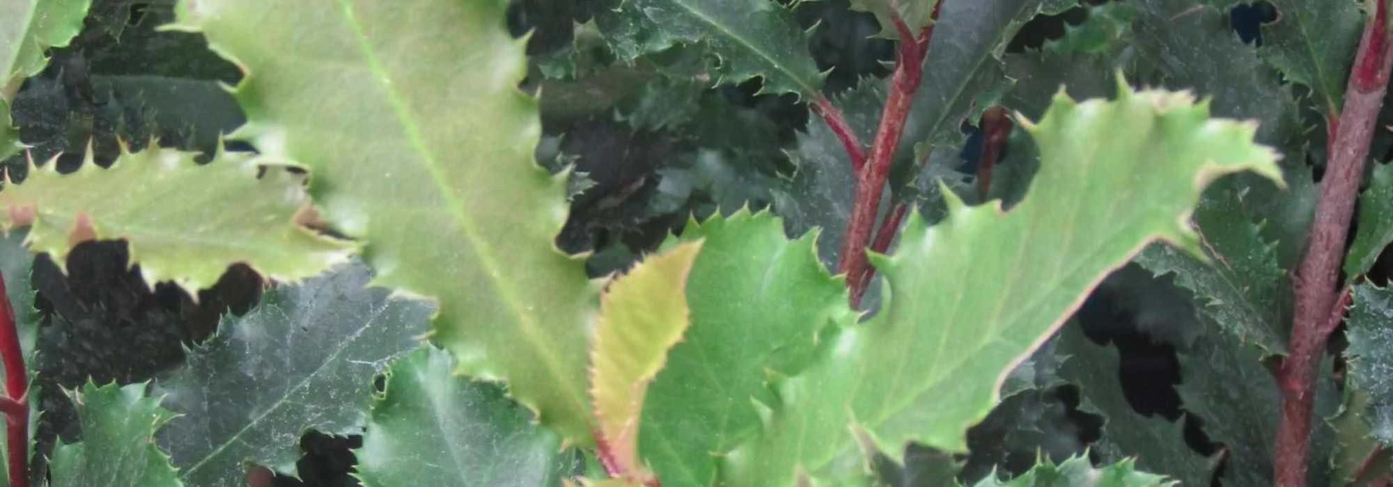 ¿Cómo elegir bien una Fotinia para tu jardín?