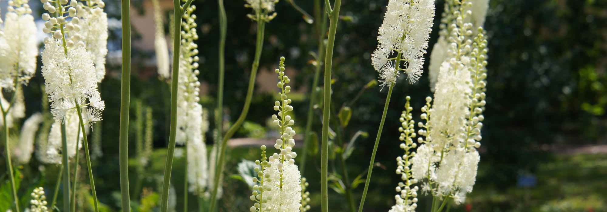 Cultivar un Cimicifuga en maceta