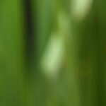 La mariquita en el jardín: una aliada natural contra las plagas