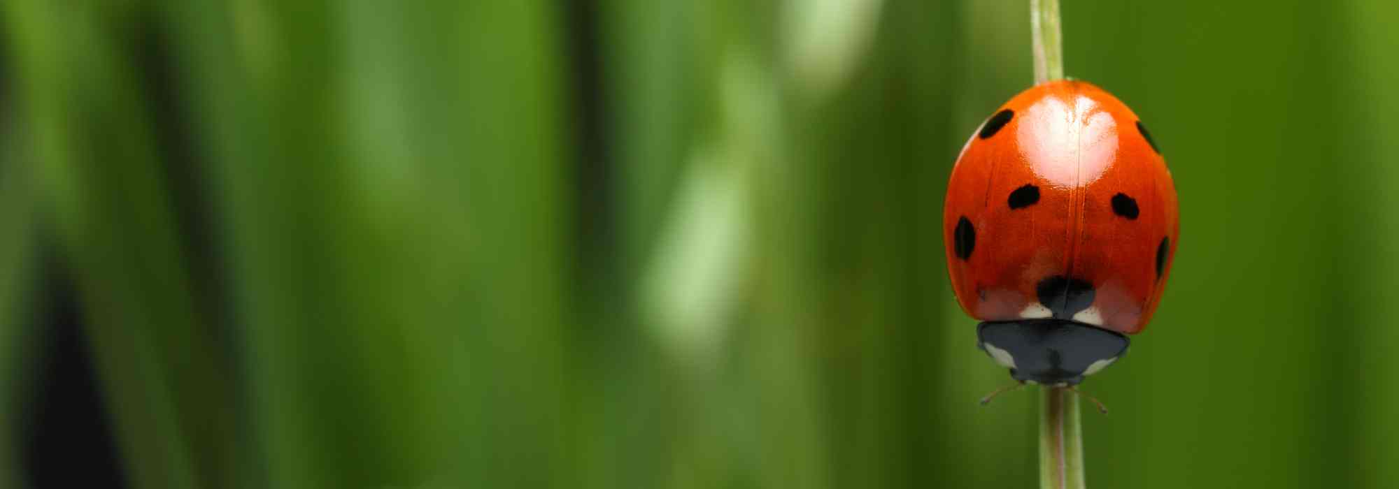 La mariquita en el jardín: una aliada natural contra las plagas