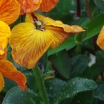 Bienales de otoño: los errores de cultivo que hay que evitar