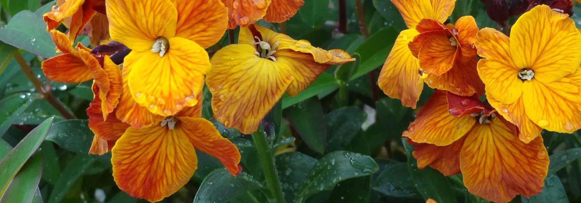 Bienales de otoño: los errores de cultivo que hay que evitar