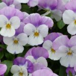 ¿Cómo cultivar las bienales de otoño?