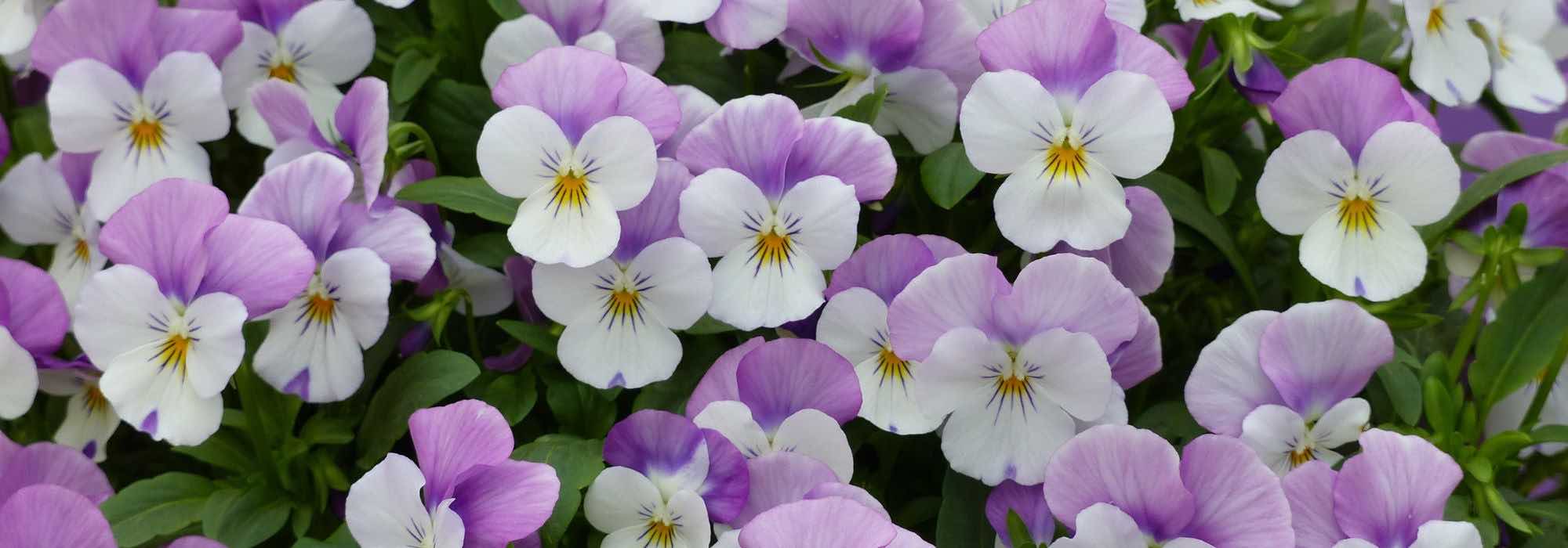 ¿Cómo cultivar las bienales de otoño?