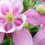 Florecer en la sombra: las mejores plantas para zonas oscuras