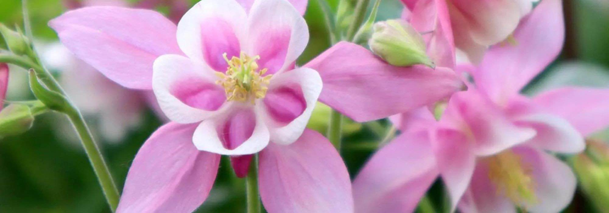 Florecer en la sombra: las mejores plantas para zonas oscuras