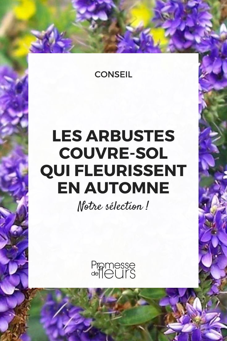 Verónica arbustiva 'Autumn Glory'