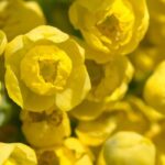 5 mahonias de flores fragantes