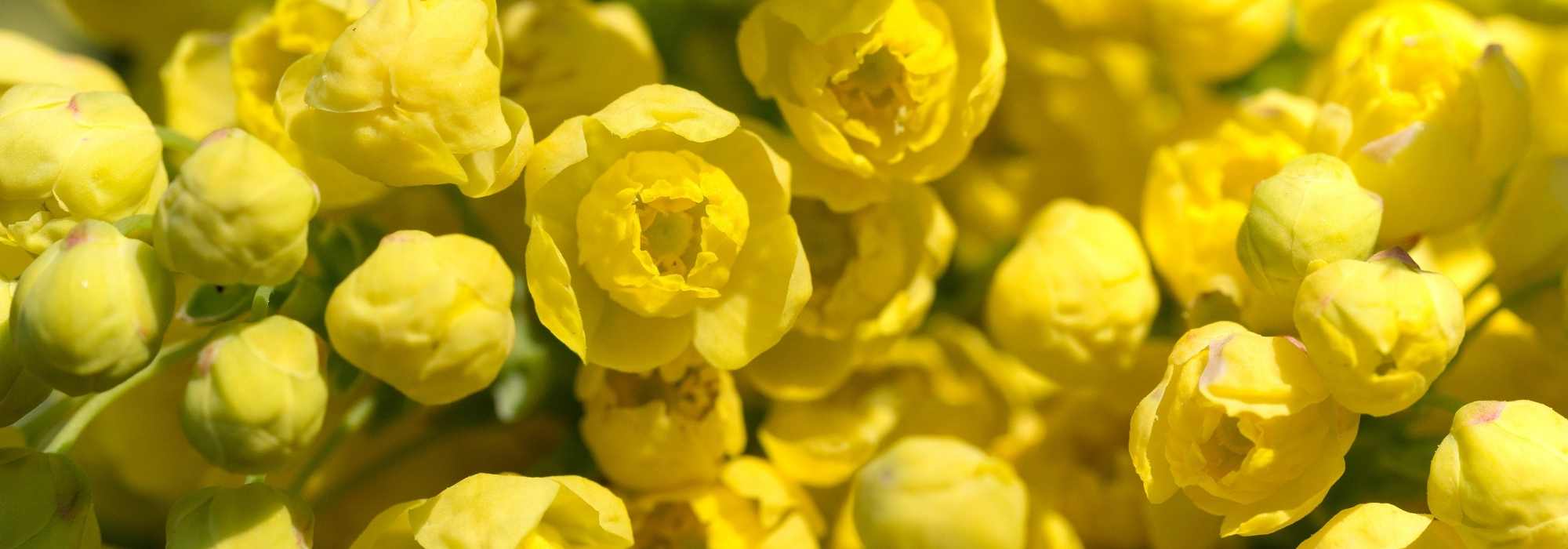 5 mahonias de flores fragantes