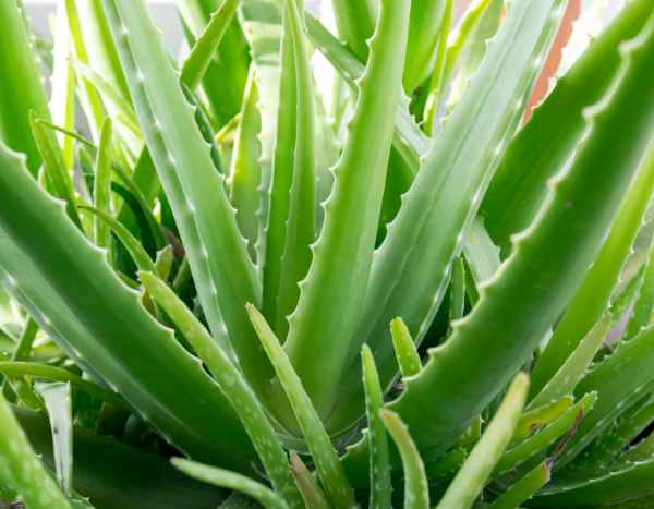 ¿Cómo multiplicar el Aloe vera?