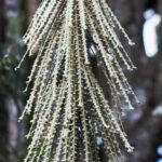 ¿Cómo multiplicar el Pseudopanax?
