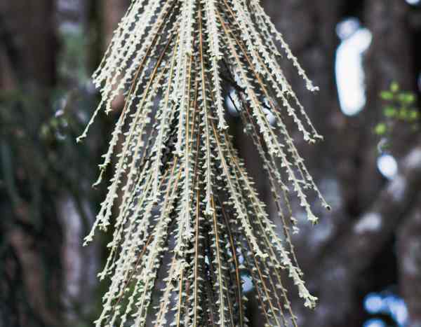 ¿Cómo multiplicar el Pseudopanax?