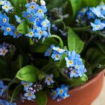 ¿Cómo cultivar un Myosotis en maceta?