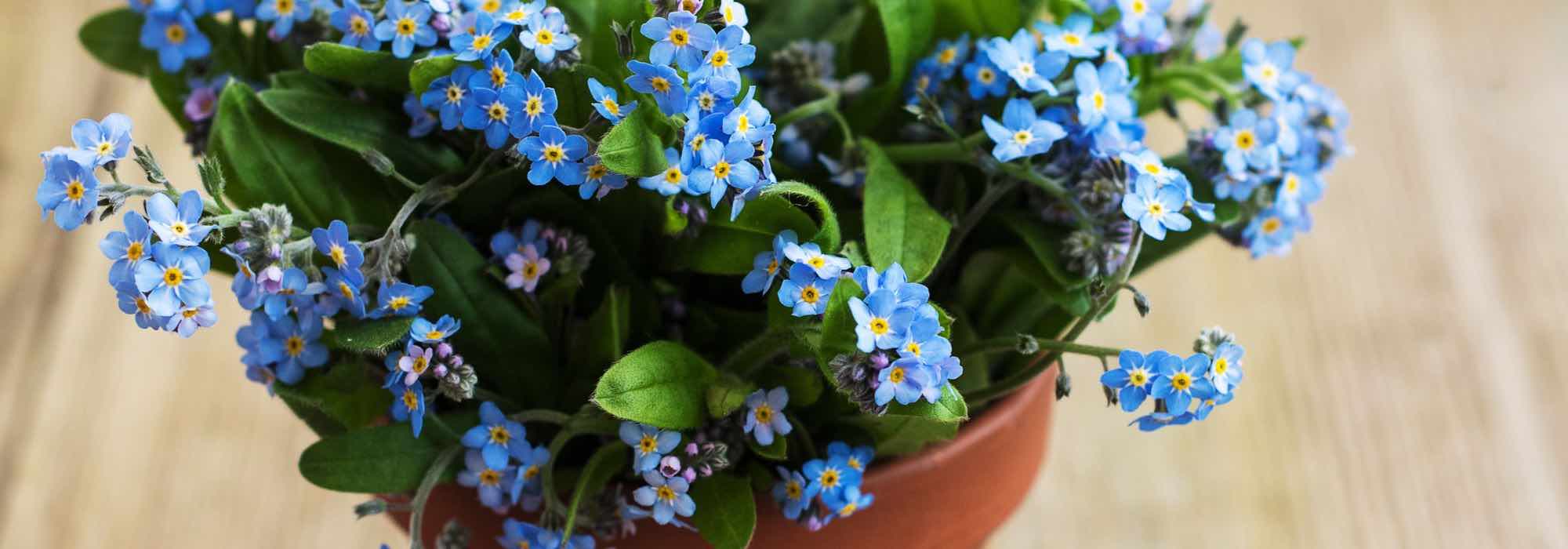 ¿Cómo cultivar un Myosotis en maceta?