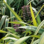 Phormium: cómo protegerlo del frío y <span>invernar</span>lo