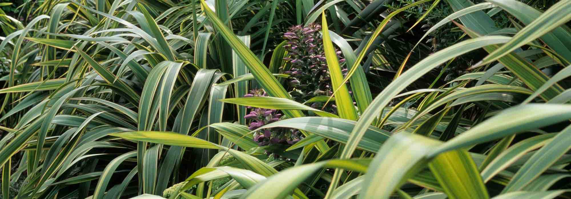 Phormium: cómo protegerlo del frío y <span>invernar</span>lo