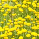 Plantas fáciles y sin mantenimiento para acondicionar un terraplén