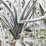 Huerto en la montaña: ¿qué verduras sembrar y plantar?